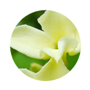 aroma-corazon